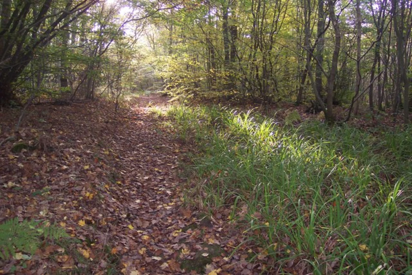 An image depicting the trail Ellenden Wood and Victoria Wood Loop and its surrounding area.