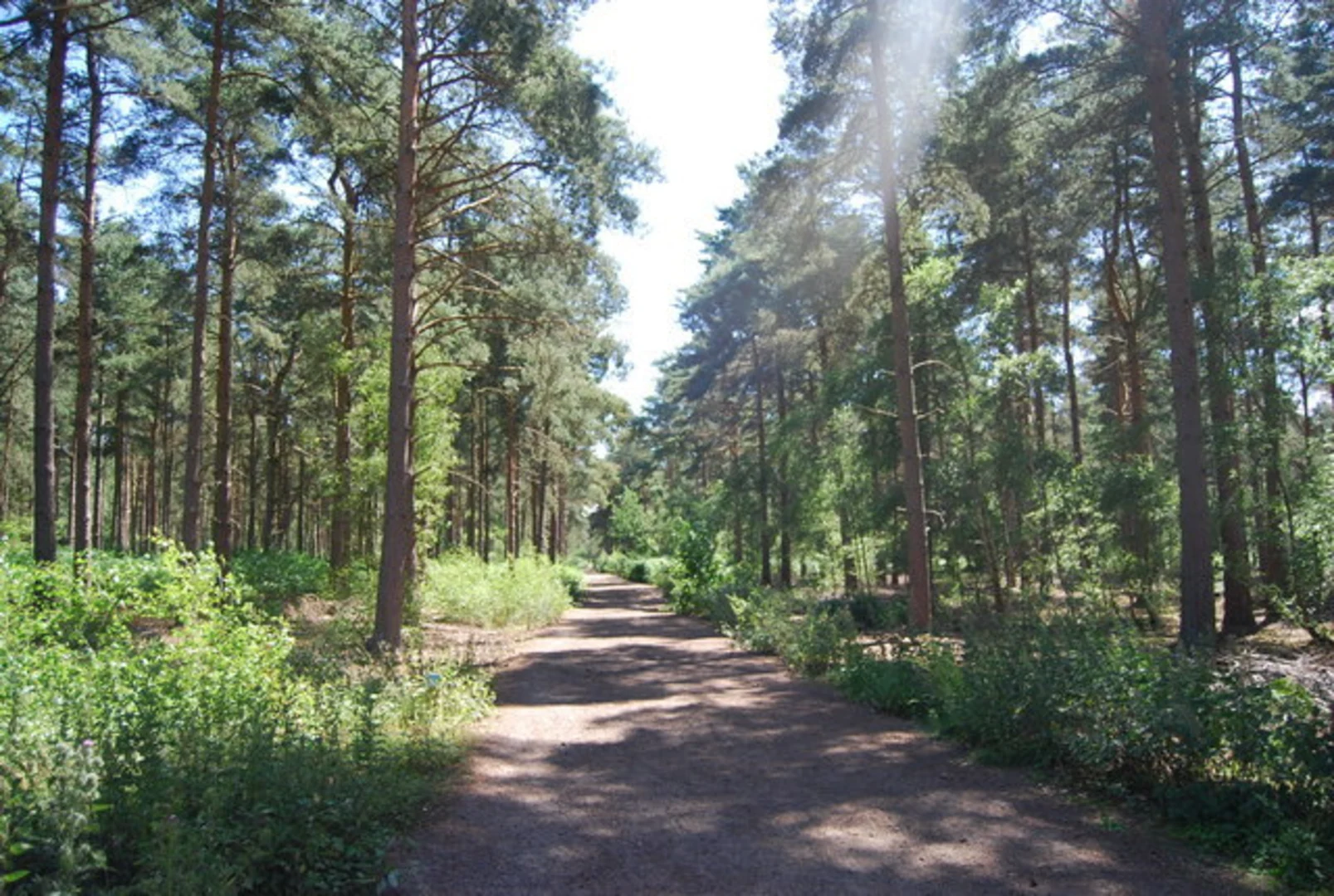 An image depicting the trail Blackheath Common and its surrounding area.