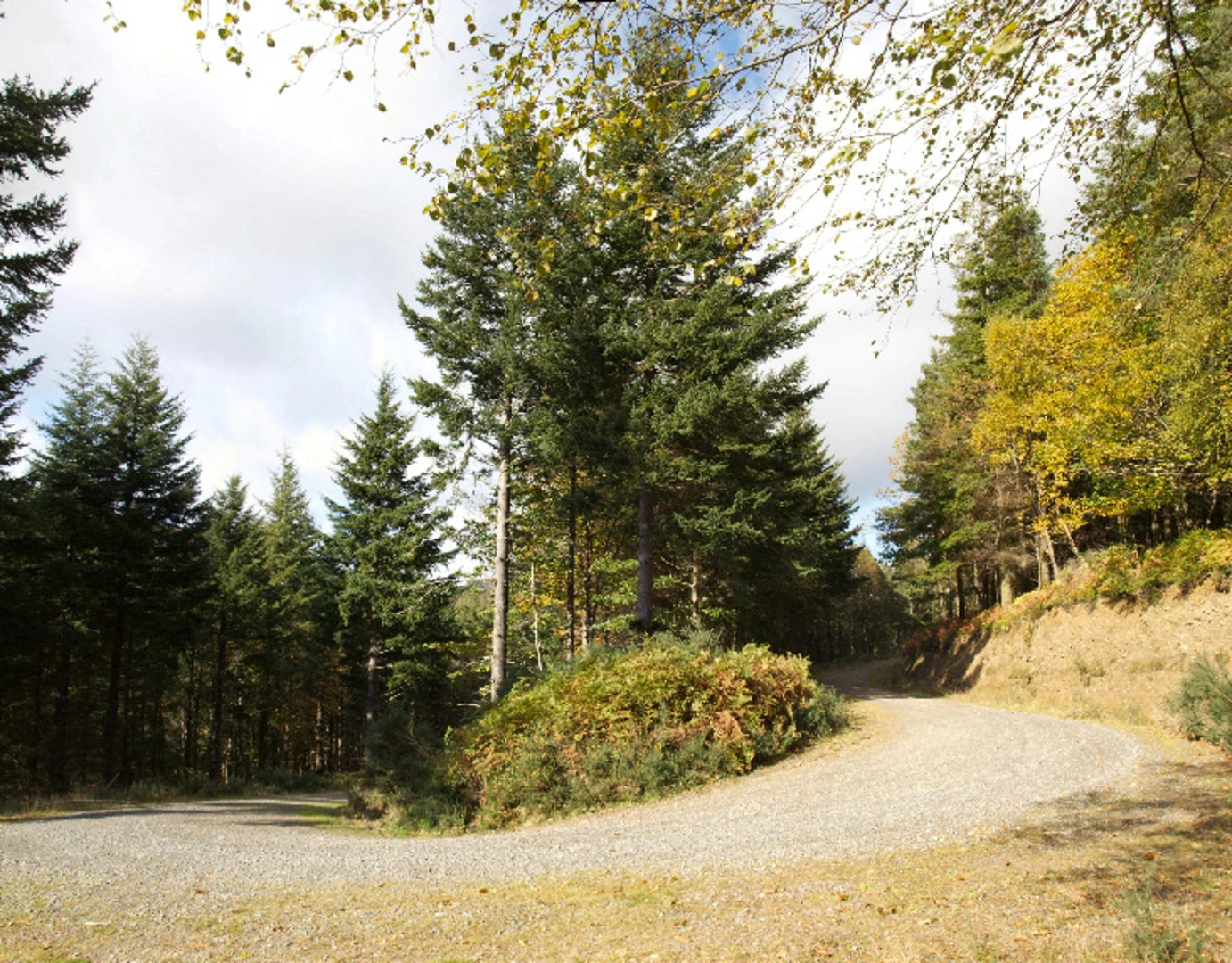 An image depicting the trail Djouce Woods Loop and its surrounding area.