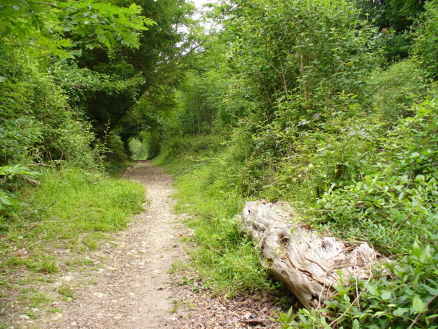 An image depicting the trail Woodcombe and Combe Bottom Loop and its surrounding area.