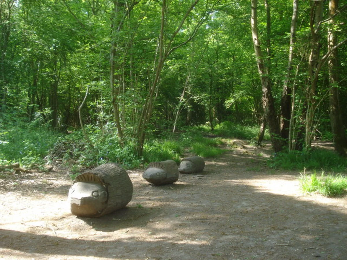 Worcester Woods Country Park Walk