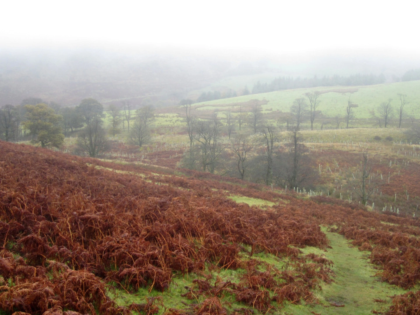 An image depicting the trail Ling Fell - Wythop Fell Loop and its surrounding area.