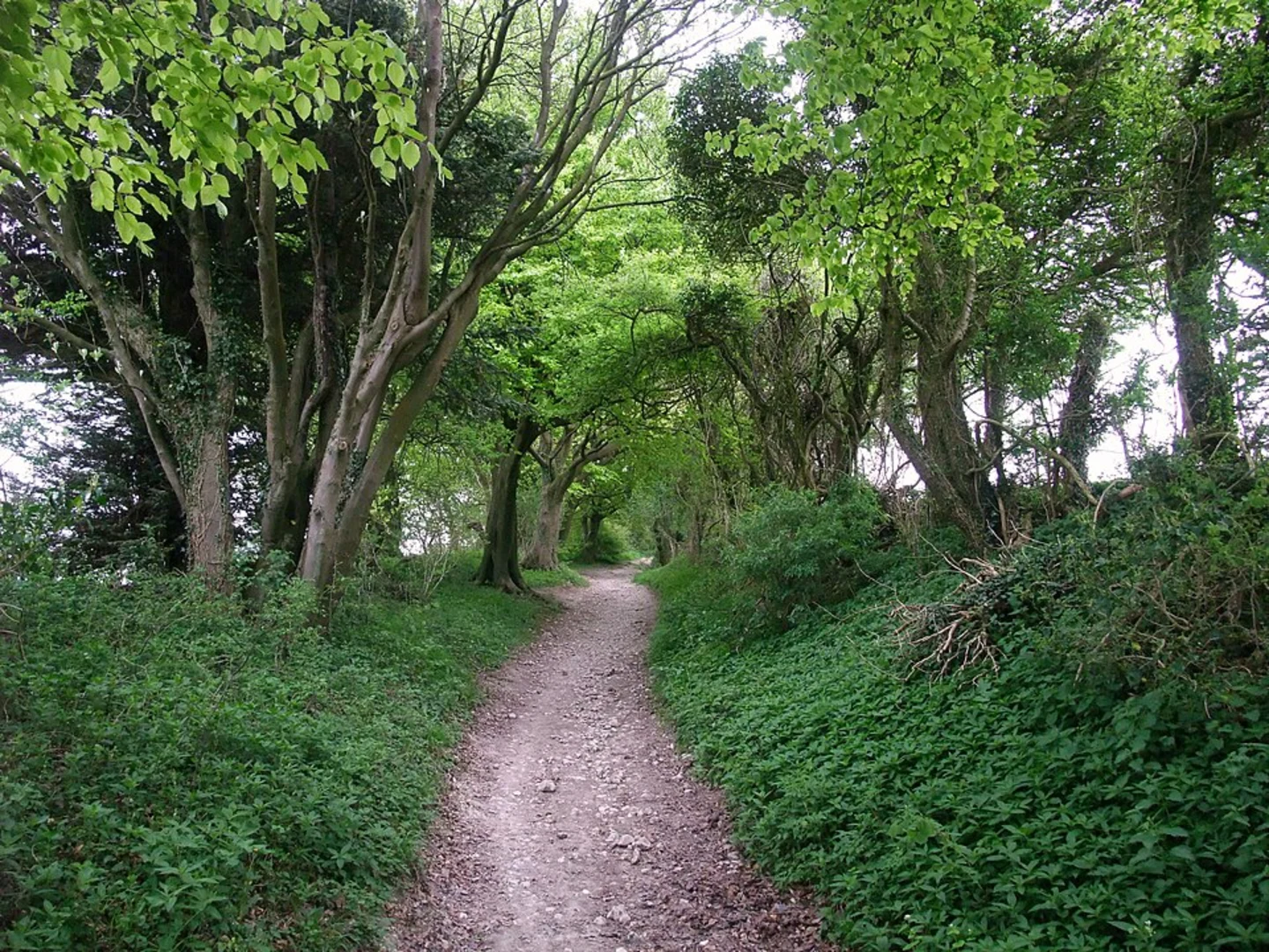 An image depicting the trail East Meon Circular Walk and its surrounding area.