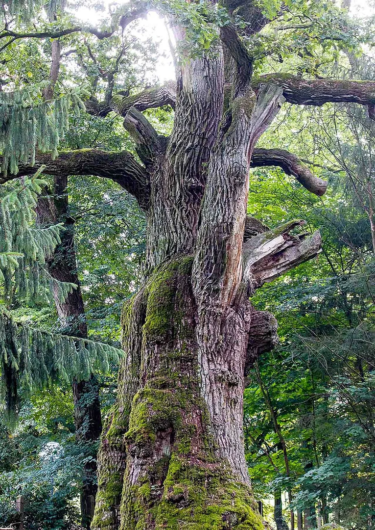 An image depicting the trail Theisstal Keiler Loop and its surrounding area.