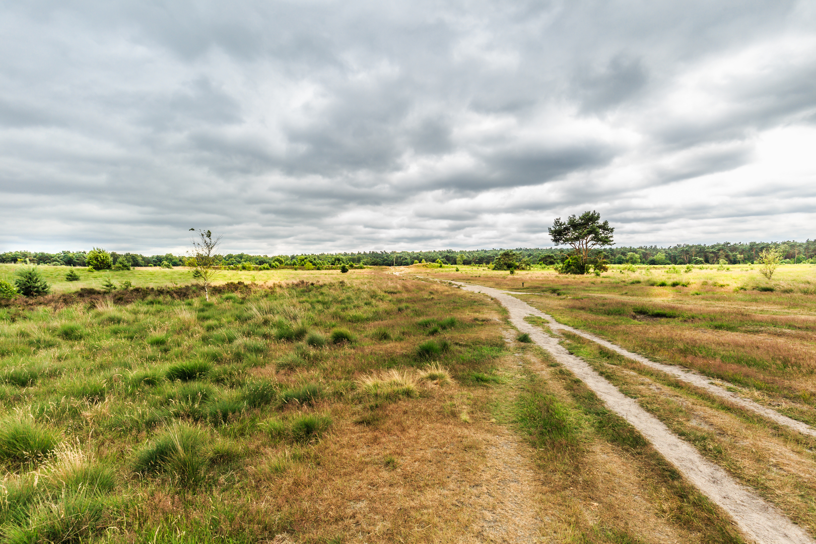 An image depicting the trail Rozendaalse Bos and Zwarte Bulten Loop and its surrounding area.