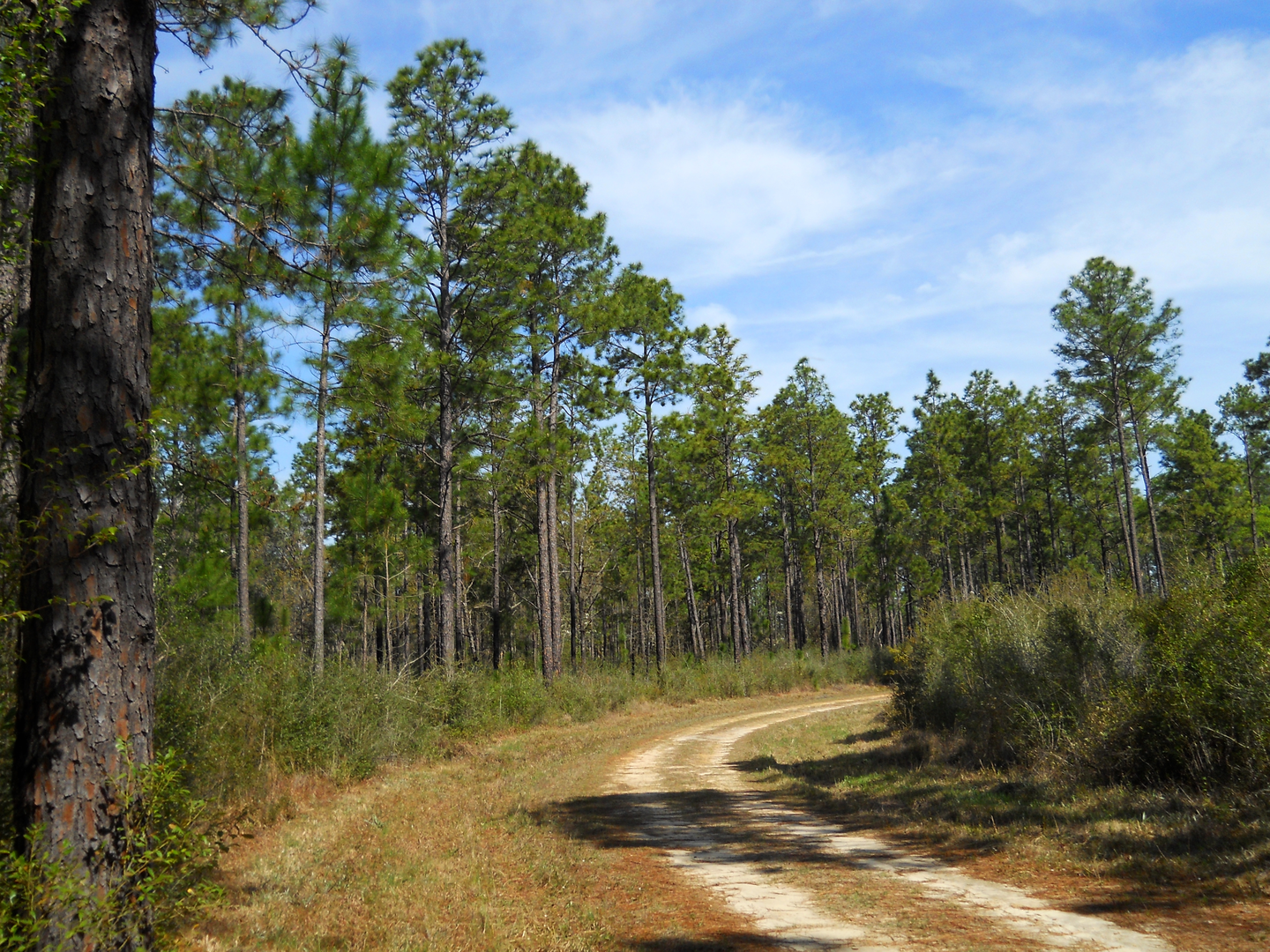 An image depicting the trail Bigfoot Horse Trail and its surrounding area.