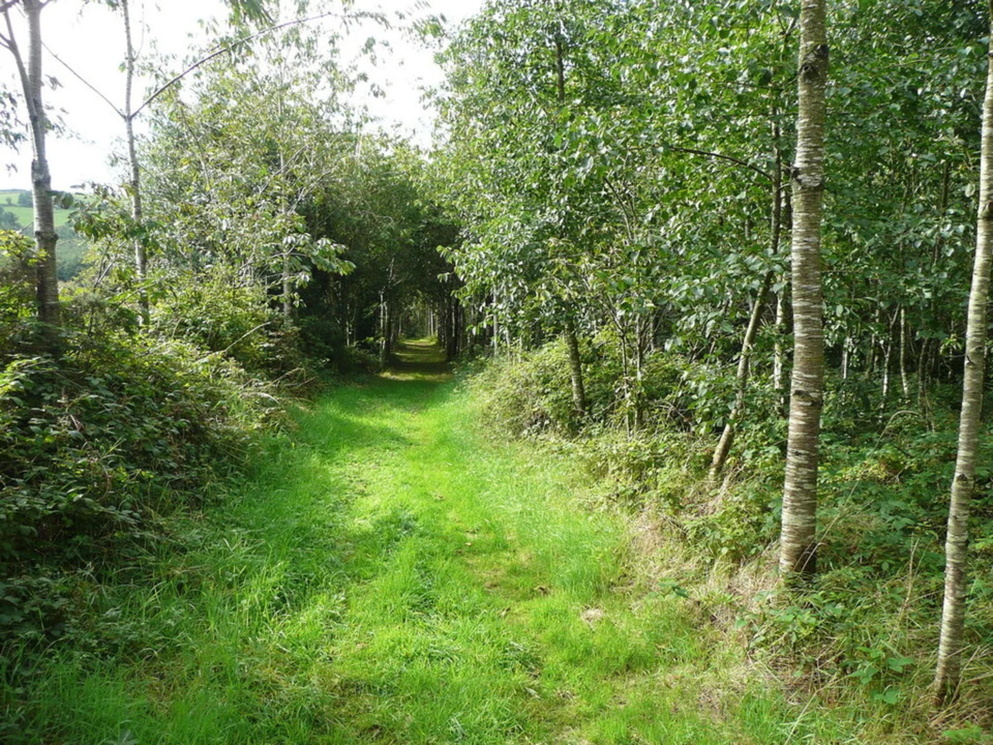 An image depicting the trail Kilmacoliver Woodland Loop and its surrounding area.
