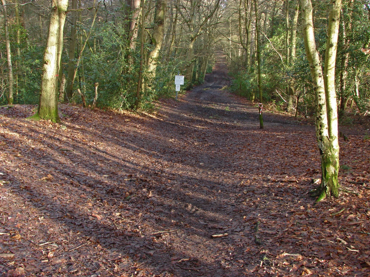 An image depicting the trail Wildmoor Heath Nature Reserve Loop and its surrounding area.