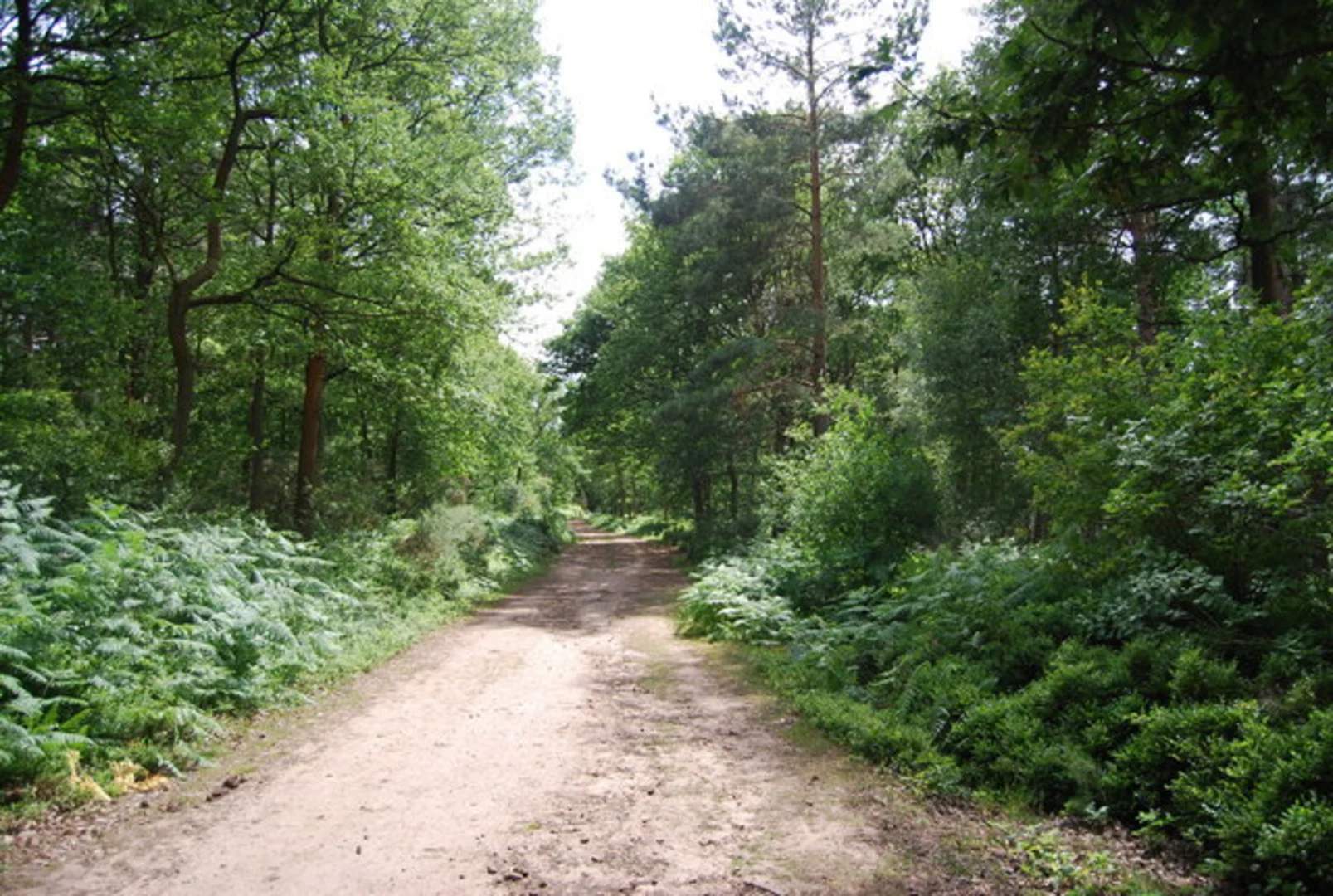 An image depicting the trail Holmbury Hill, Pitch Hill, Reynards Hill and Hurt Wood via Greensand Way and its surrounding area.