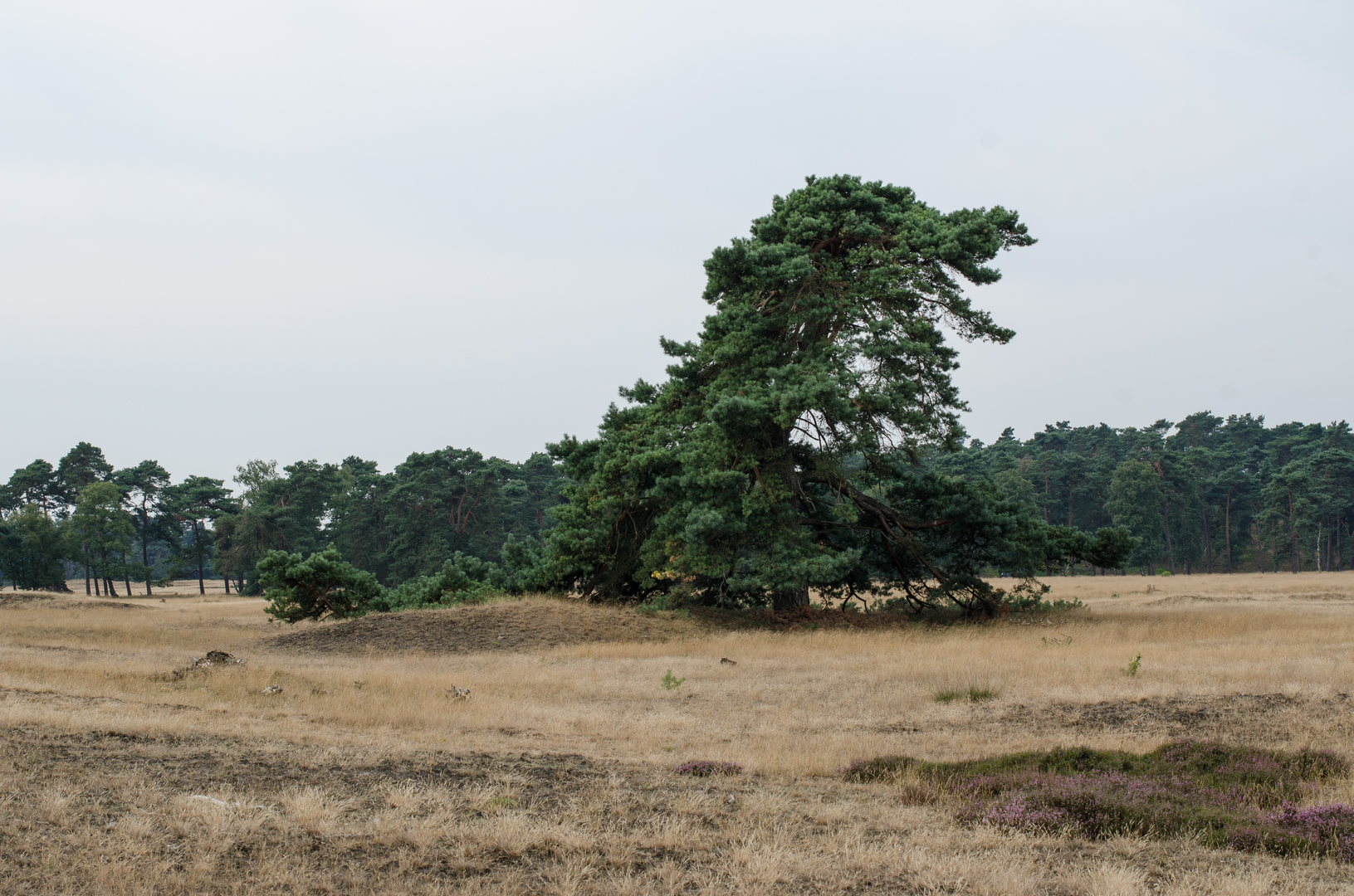 An image depicting the trail Zwarteweg, Valkseweg and Hoog Buurloseweg Loop and its surrounding area.
