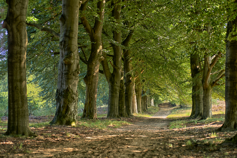 Hoenderloo to Kootwijk via Kootwijkerzand, Schaapskooi and Harskampweg