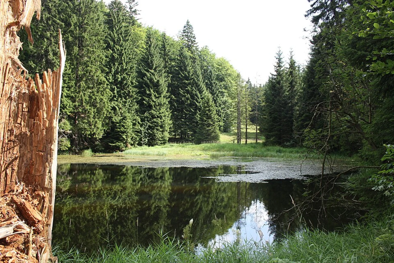 An image depicting the trail Finsteres Loch, Eulenstein and Seifiger Teich via Goethwanderweg and its surrounding area.