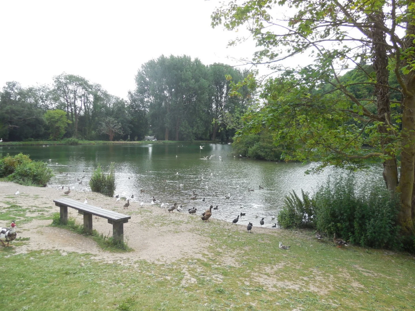 An image depicting the trail Swanbourne Lake and River Arun and its surrounding area.