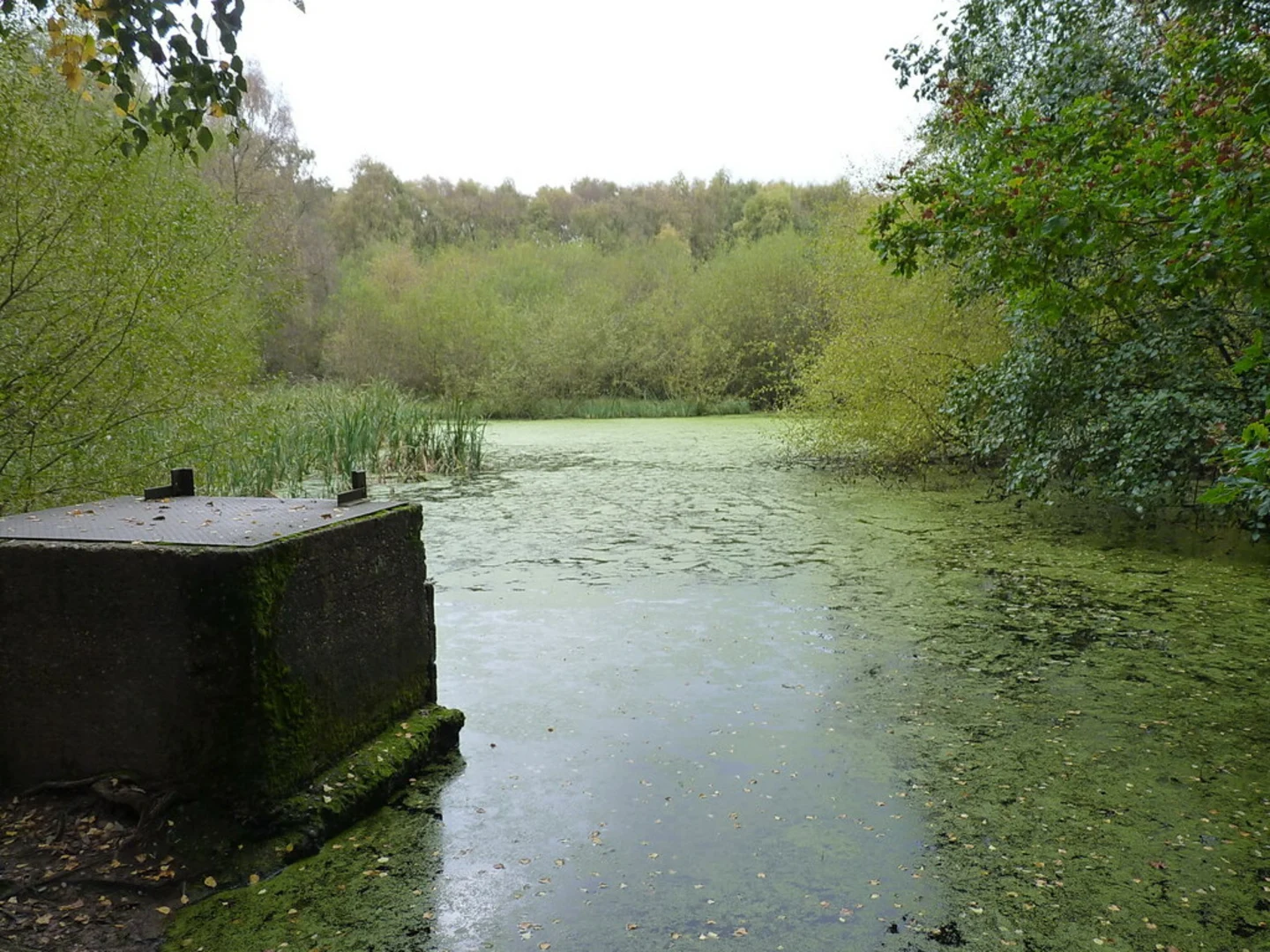 An image depicting the trail Shugborough Estate and Stafford Plantation Loop and its surrounding area.