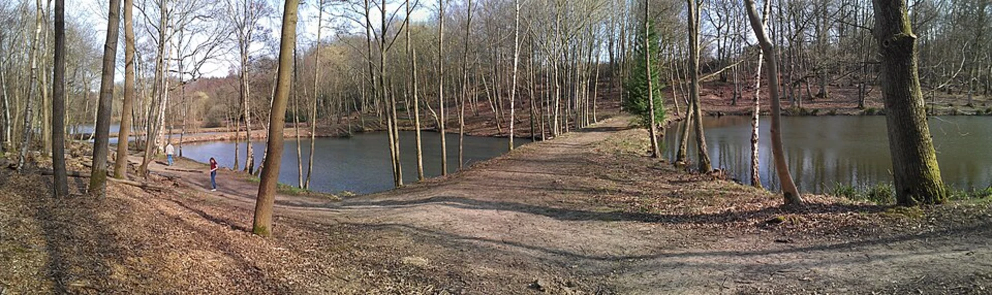 An image depicting the trail Paices Wood Ponds Loop and its surrounding area.