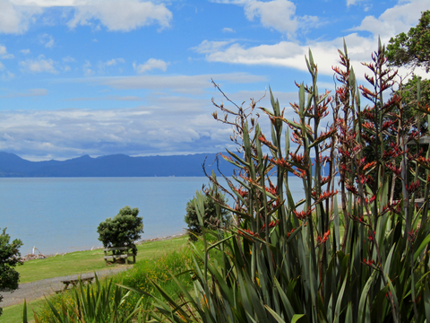Tapapakanga Coastal Walk
