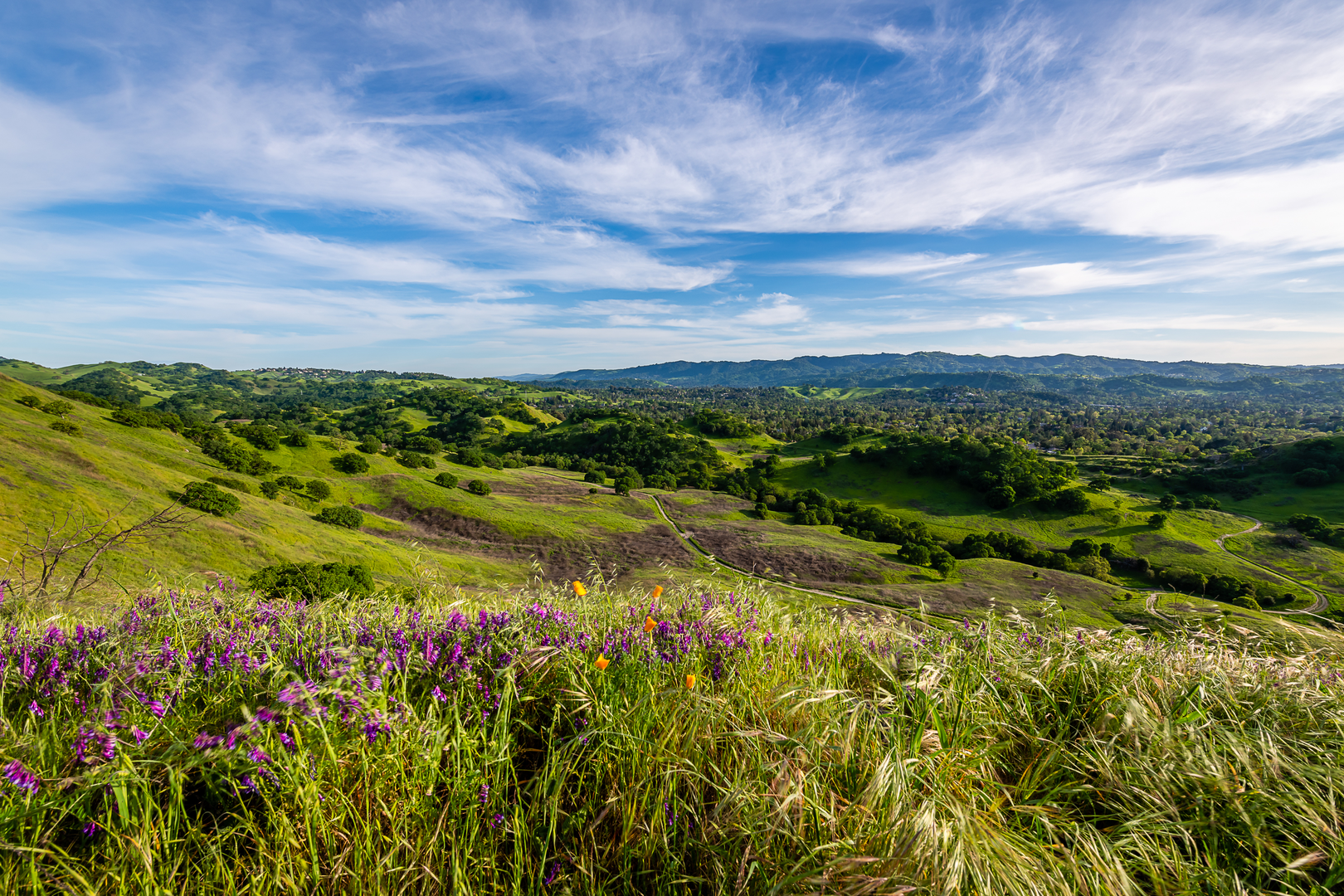An image depicting the trail Dan Cook - Summit Trail and ADT and its surrounding area.