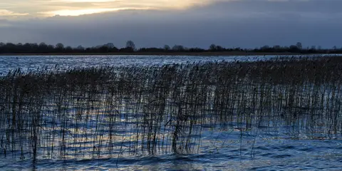An image depicting the trail Commons North - Woodland Walk and its surrounding area.