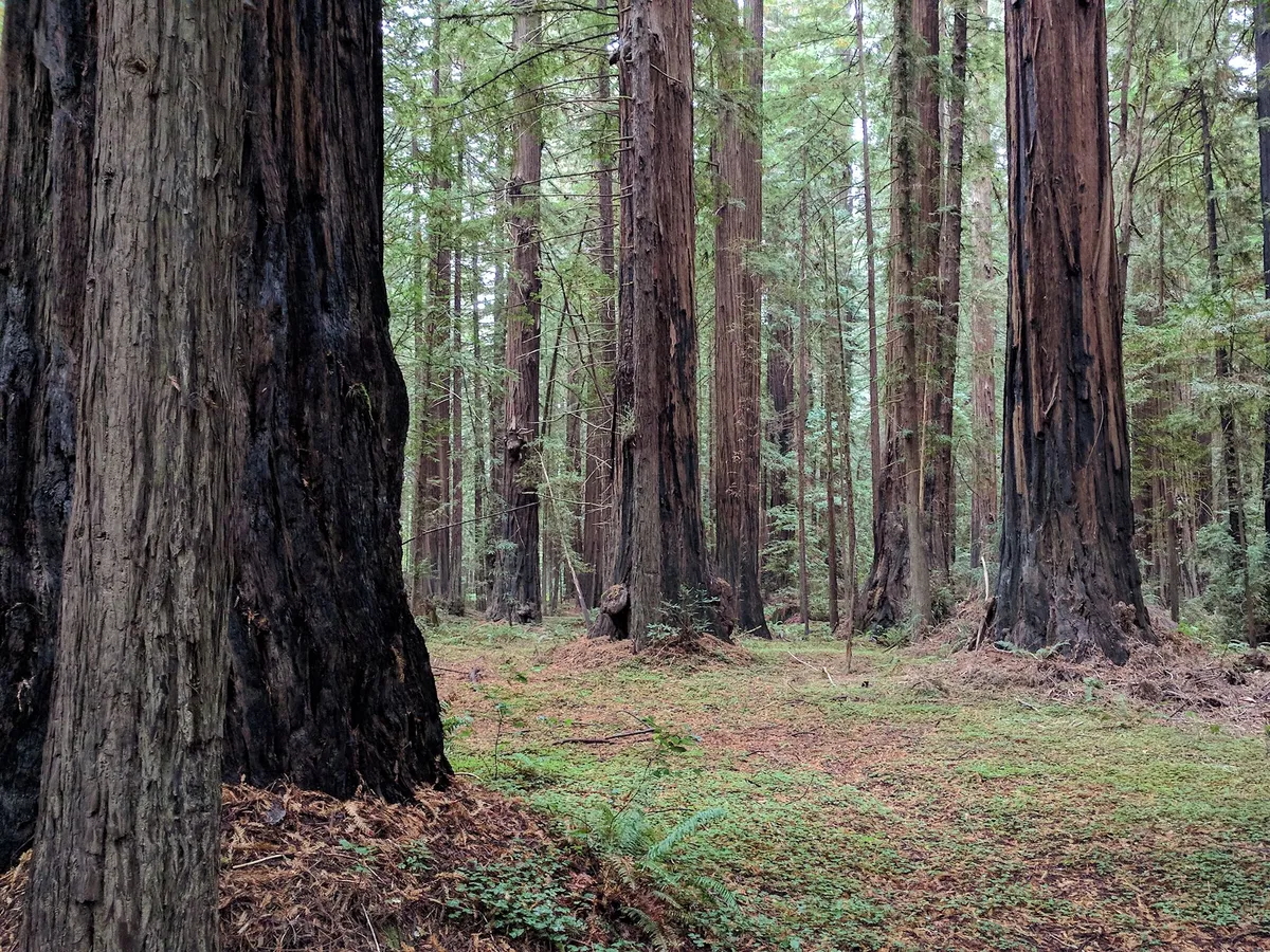 Gould Grove Nature Loop Trail