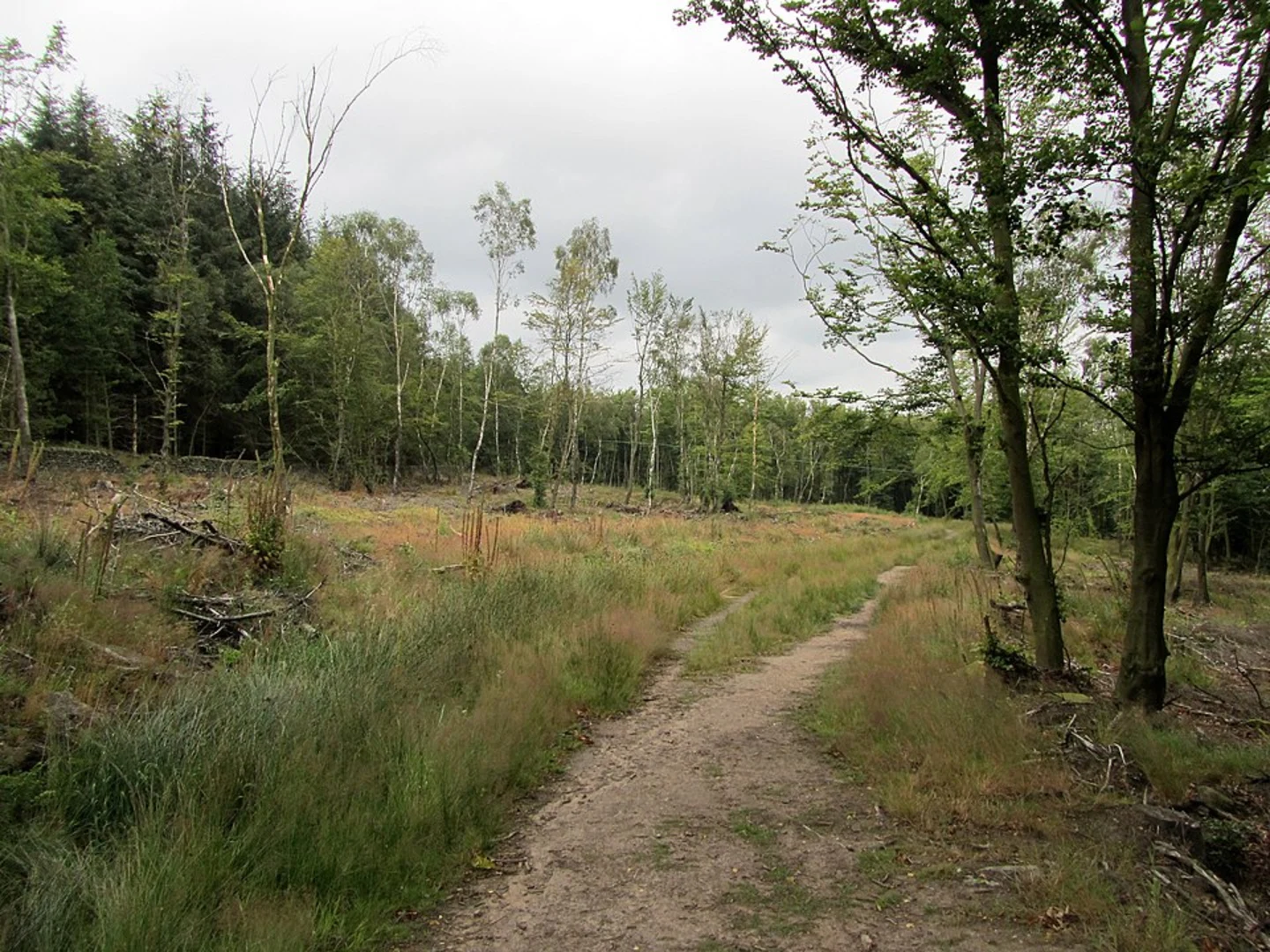 An image depicting the trail Norwood Edge Plantation Loop and its surrounding area.