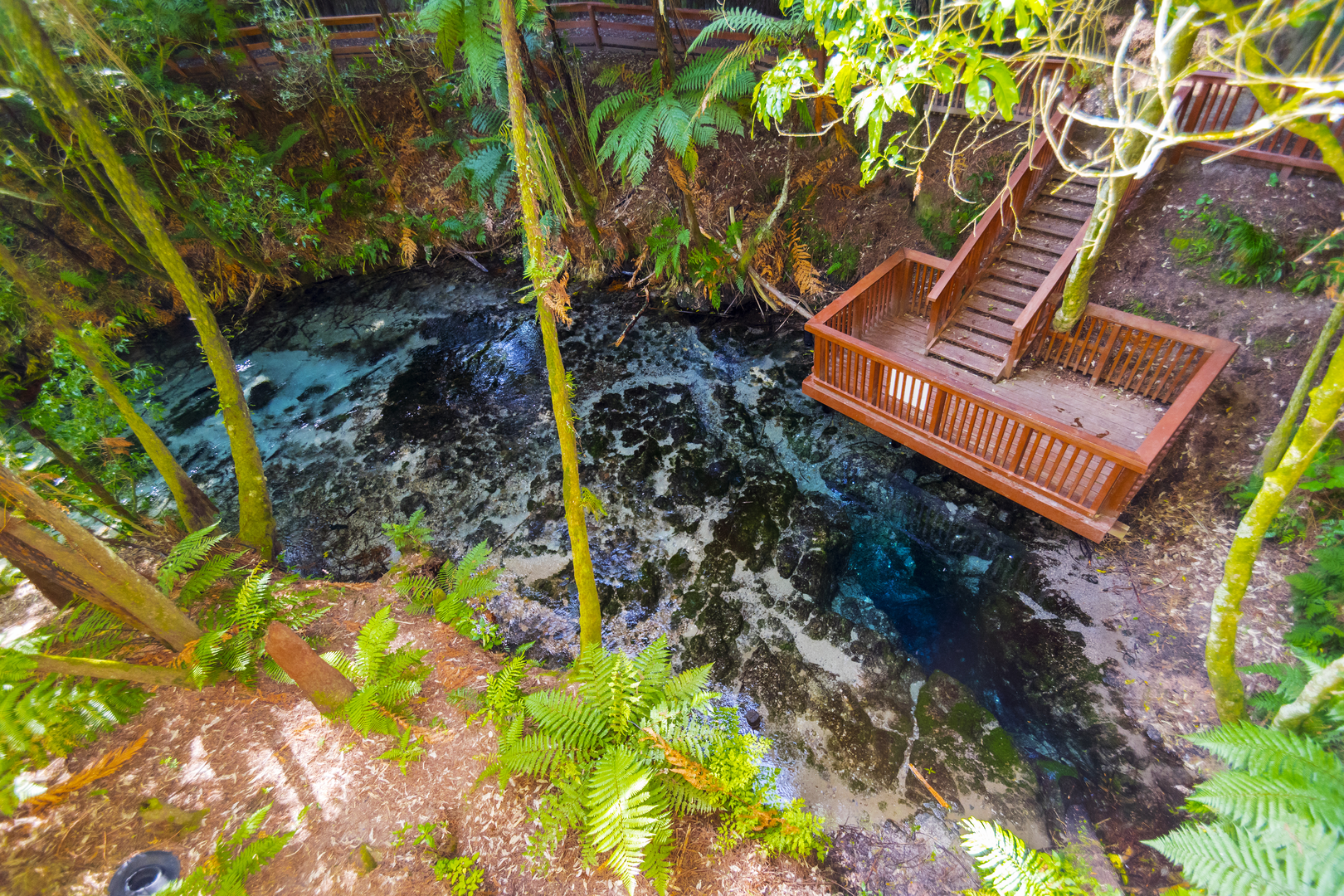 An image depicting the trail Hamurana Springs Loop Walkway and its surrounding area.