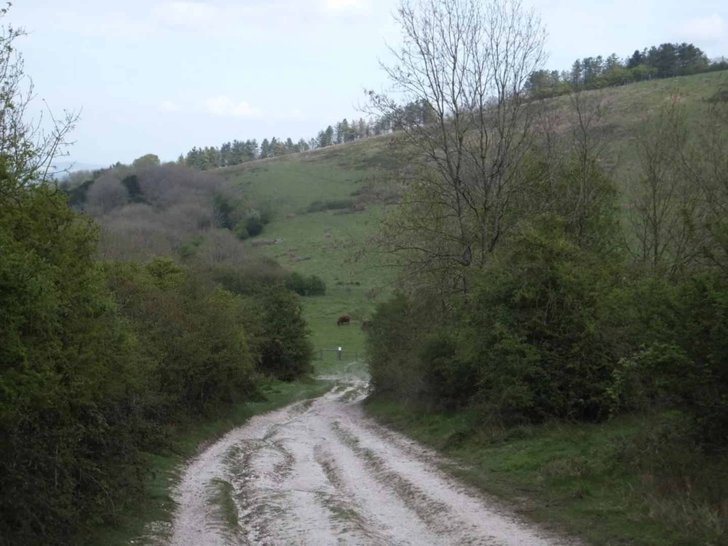 An image depicting the trail Uppark to Cocking Down and its surrounding area.