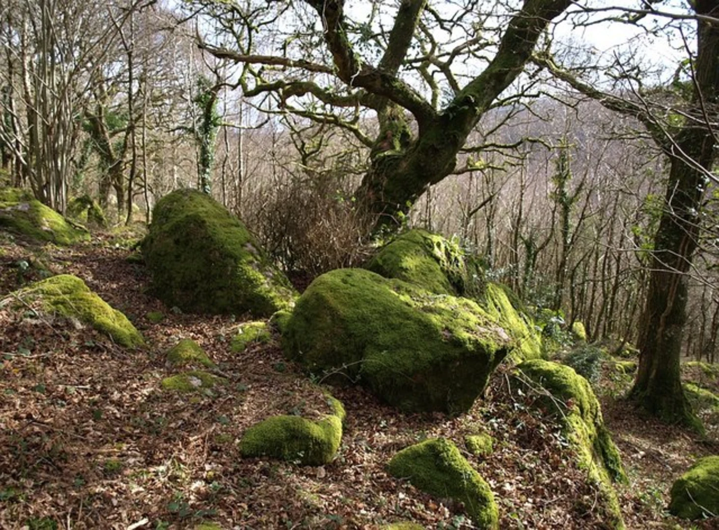 An image depicting the trail Hunter's Tor and Lustleigh Cleave Loop and its surrounding area.