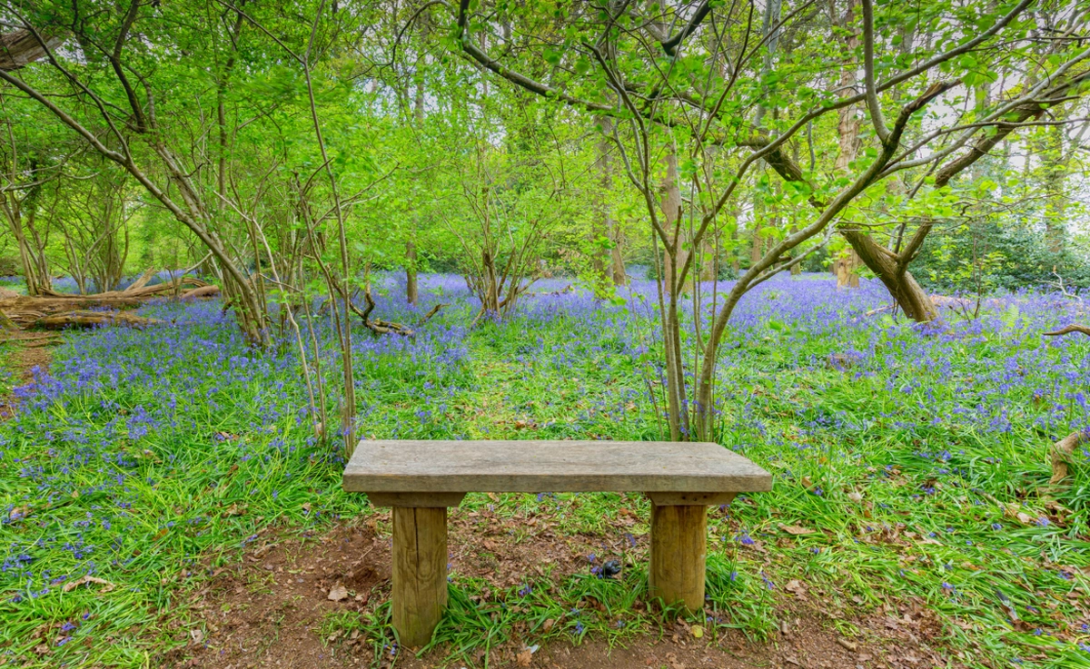 Pamphill and Cowgrove - Kingston Lacy Walk