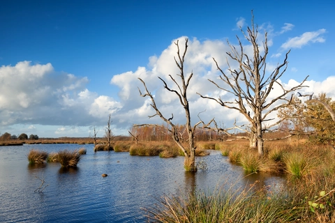 Witte Veen, Lheederzand and Holtveen Loop
