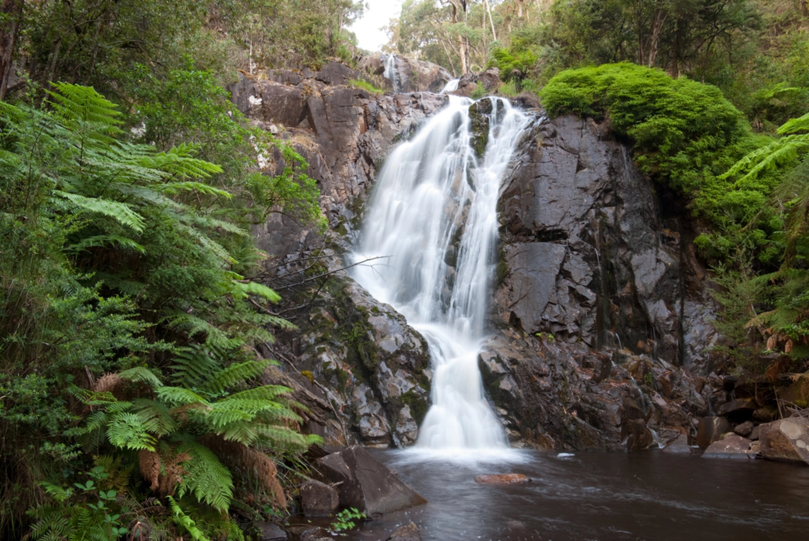 An image depicting the trail Tree Fern Gully Trail and its surrounding area.