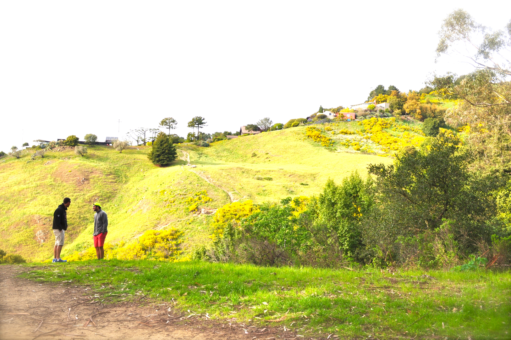 An image depicting the trail Stonewall-Panoramic, East West and Clark Kerr Loop Trail and its surrounding area.