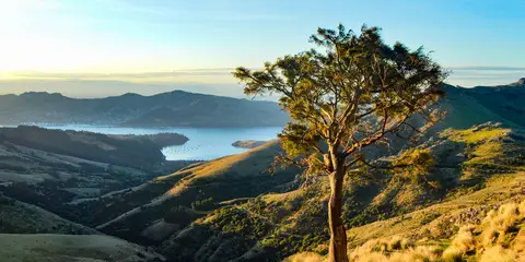An image depicting the trail Mount Herbert Walkway - Te Ahu Patiki and its surrounding area.