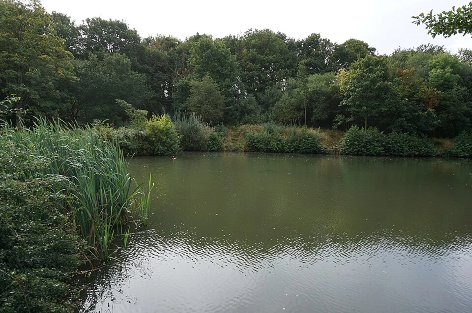 An image depicting the trail Sitwell Park Golf Course and Wickersley Gorse and Common Bank Loop and its surrounding area.