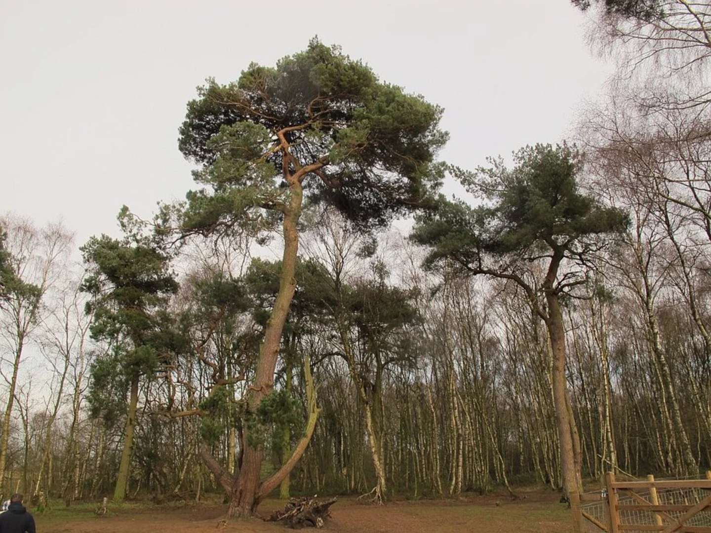 An image depicting the trail Brereton Pool Loop and its surrounding area.