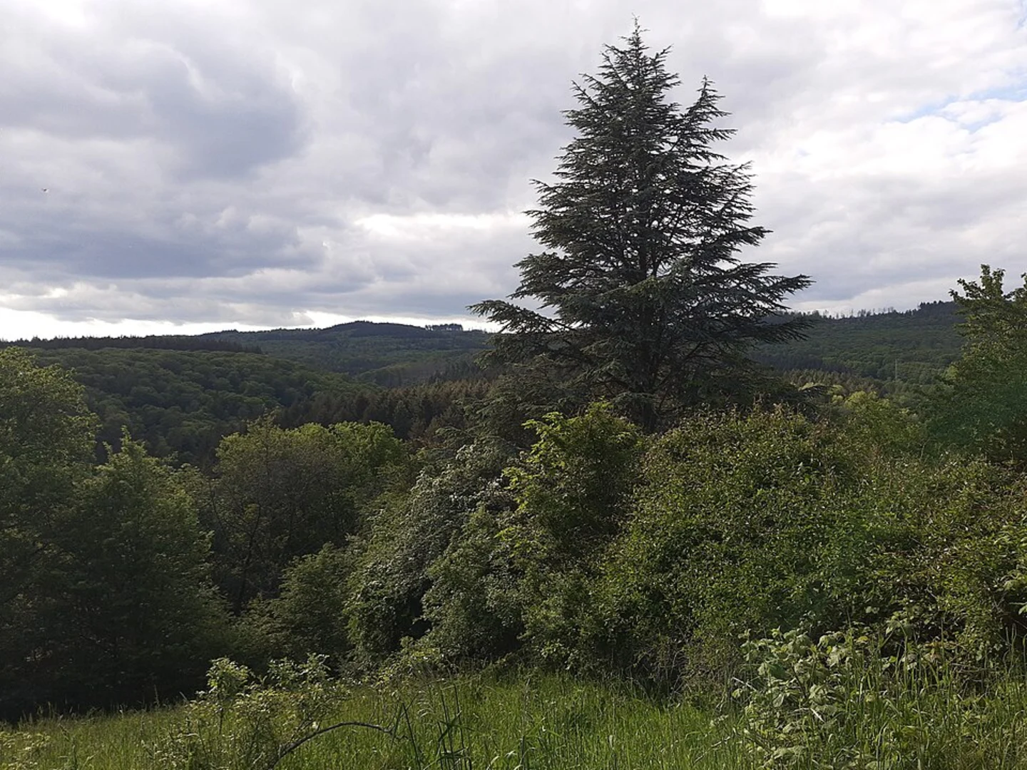 An image depicting the trail Rothausweg Loop and its surrounding area.