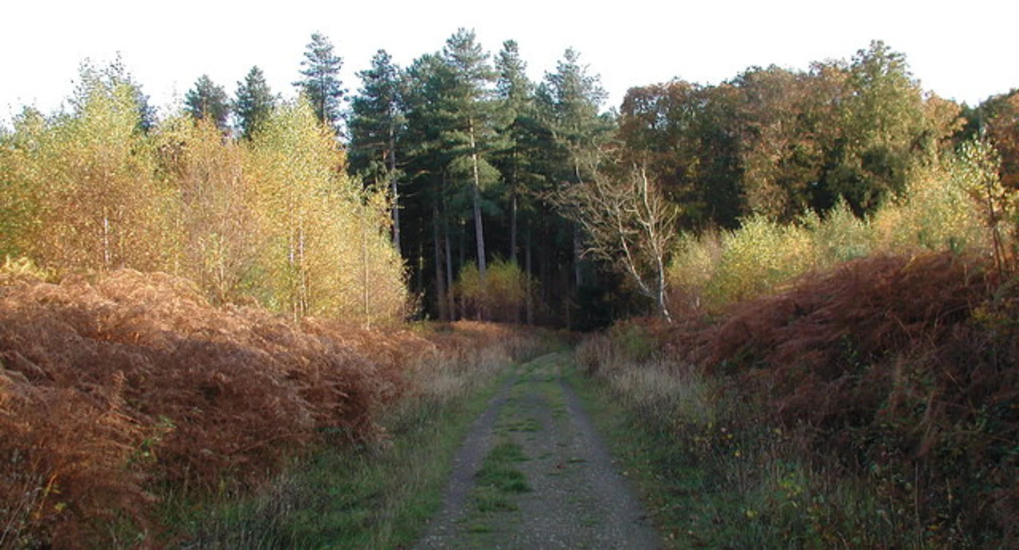 An image depicting the trail Durrow Leafy Loops - Leafy Loop and its surrounding area.