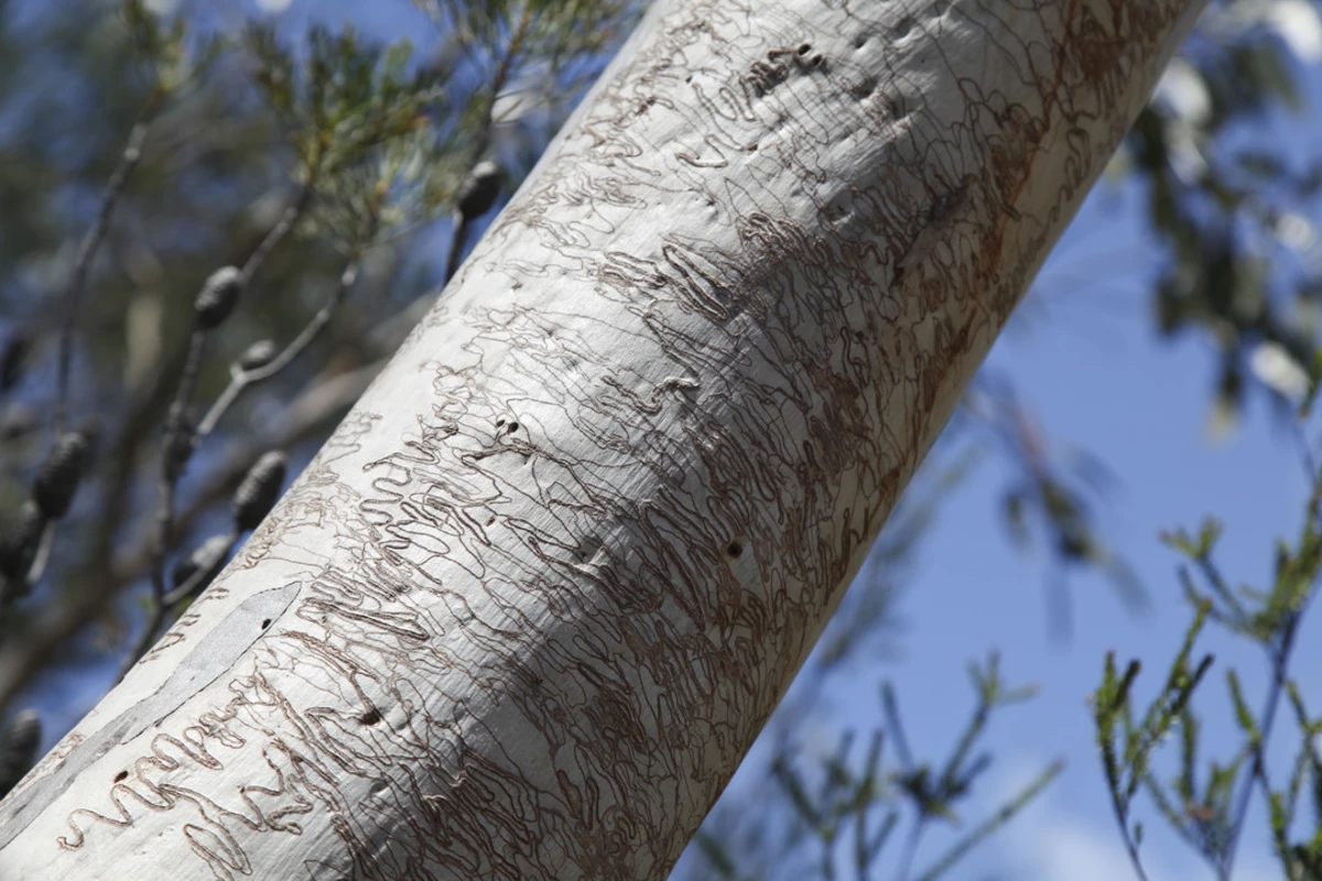 Salvation Loop Trail