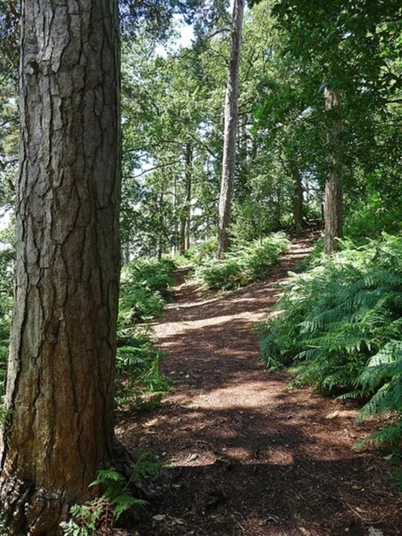 An image depicting the trail Corbet Wood and Grinshill Loop and its surrounding area.