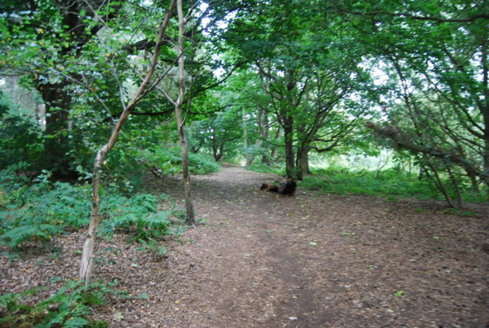 An image depicting the trail Orwell Country Park Walk and its surrounding area.