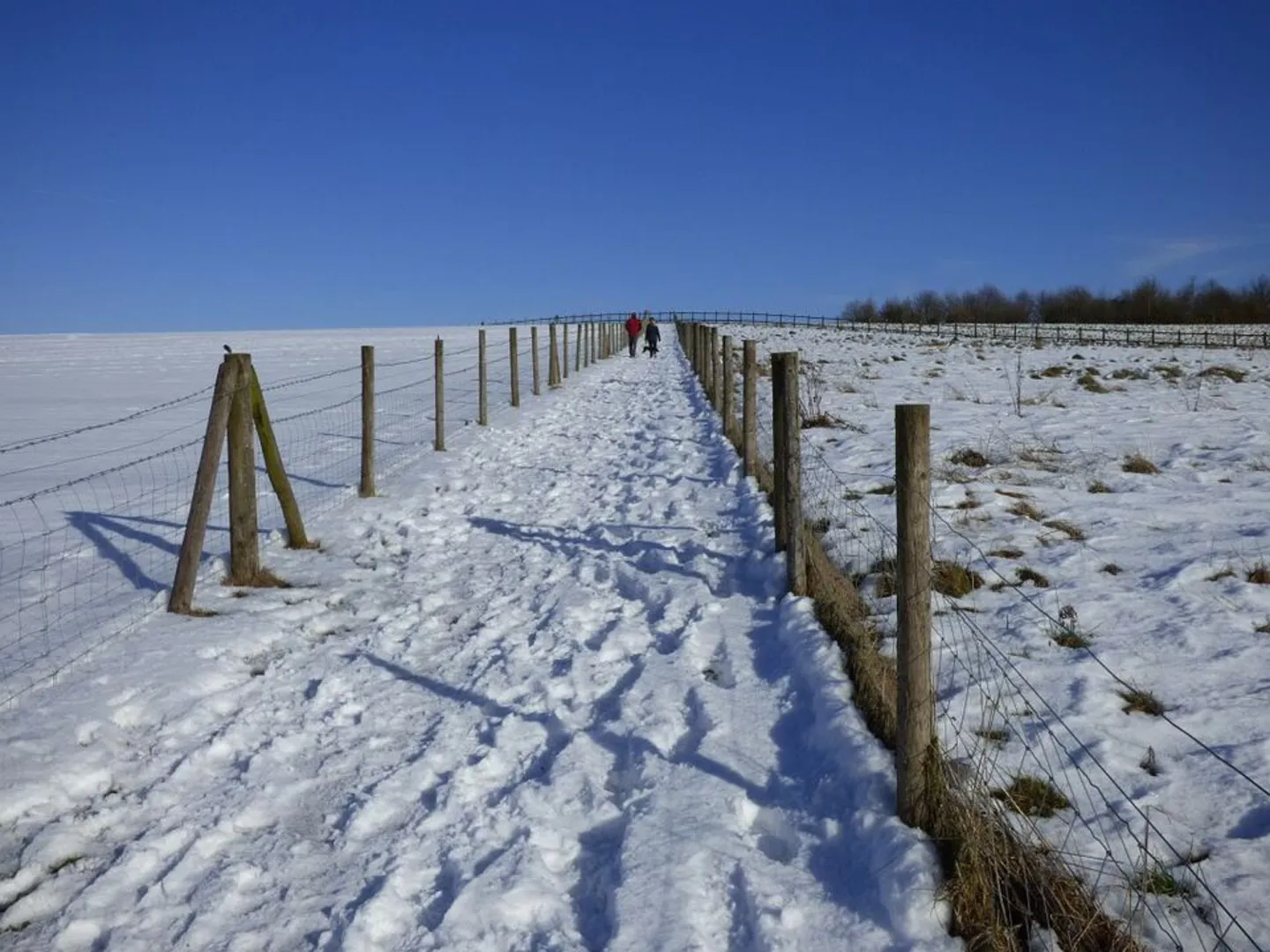 An image depicting the trail Dogmersfield Park and its surrounding area.