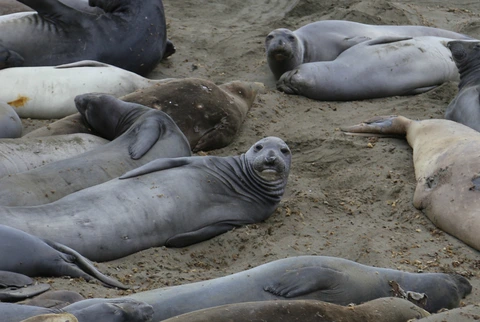Lighthouse and Elephant Seals Overlook Trail