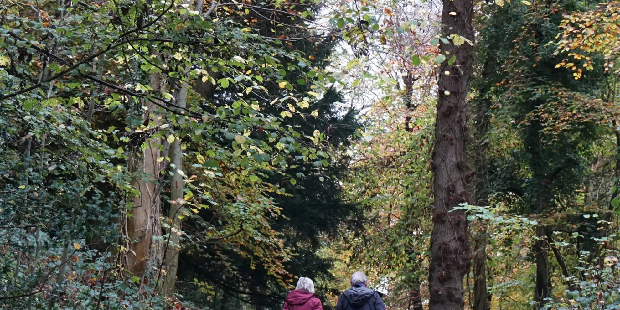 An image depicting the trail Leigh Woods National Nature Reserve - Stokeleigh Camp and the Avon Gorge and its surrounding area.