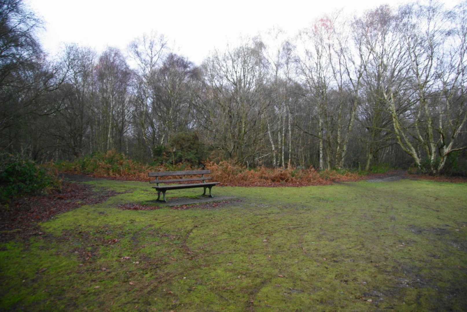 An image depicting the trail Mousehold Heath Loop and its surrounding area.