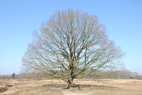 Balkbrug to Braambergerweg via Nolderhoeve and Bijenberg