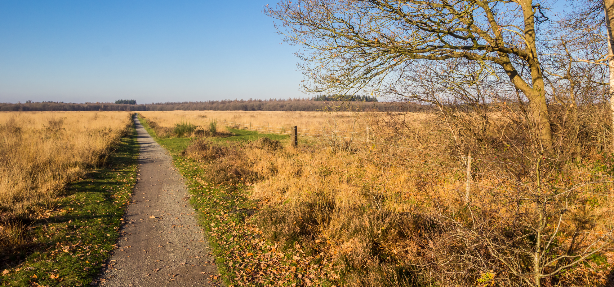 An image depicting the trail Langeloer, Achter Het Hout and Schillen Veen Loop and its surrounding area.
