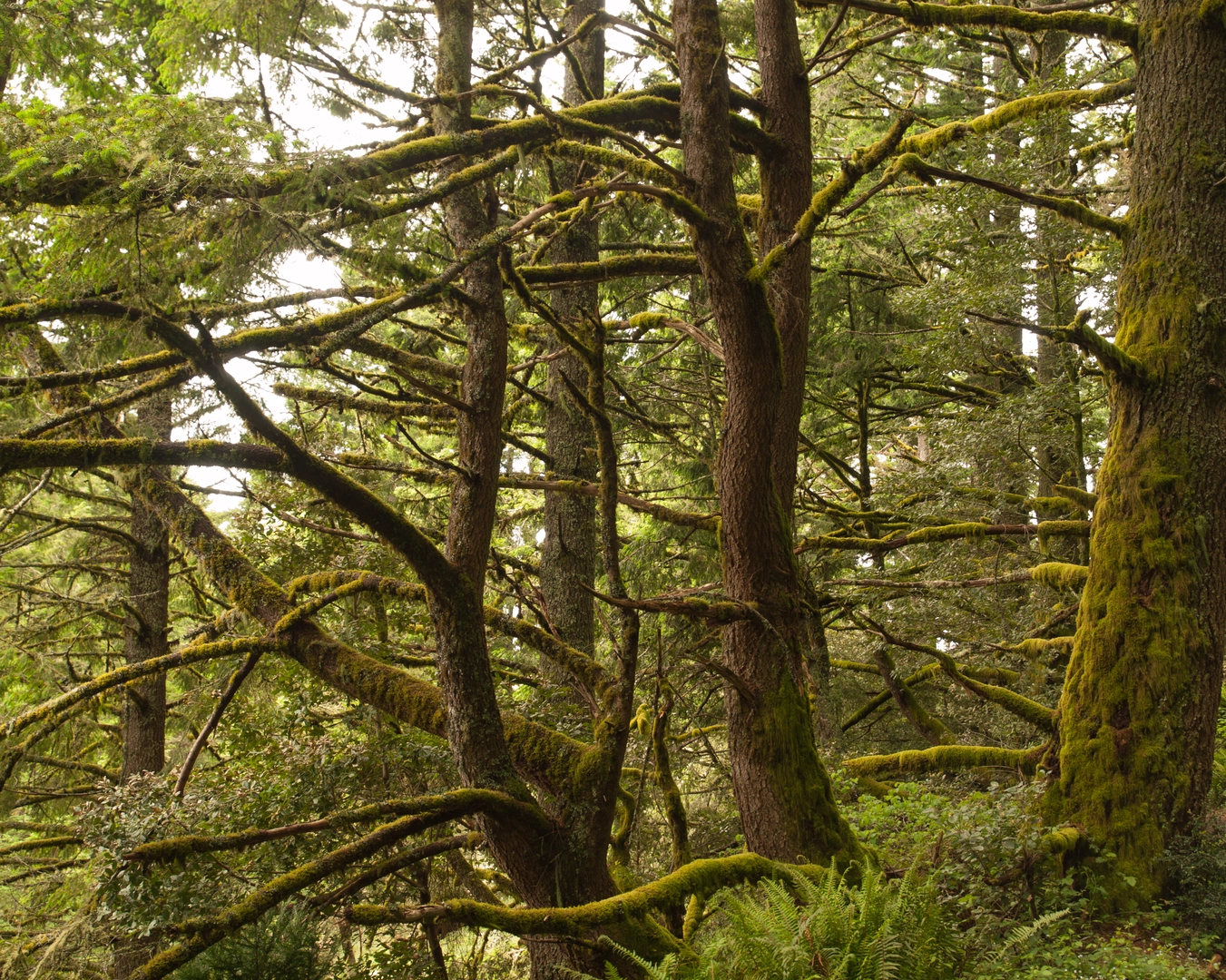 An image depicting the trail Purisima Creek Trail Out and Back and its surrounding area.