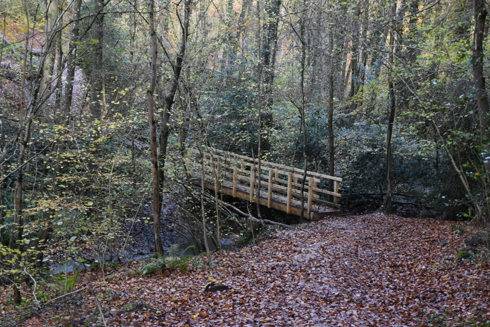 An image depicting the trail Shadwell Wood and George's Bridge Walk and its surrounding area.