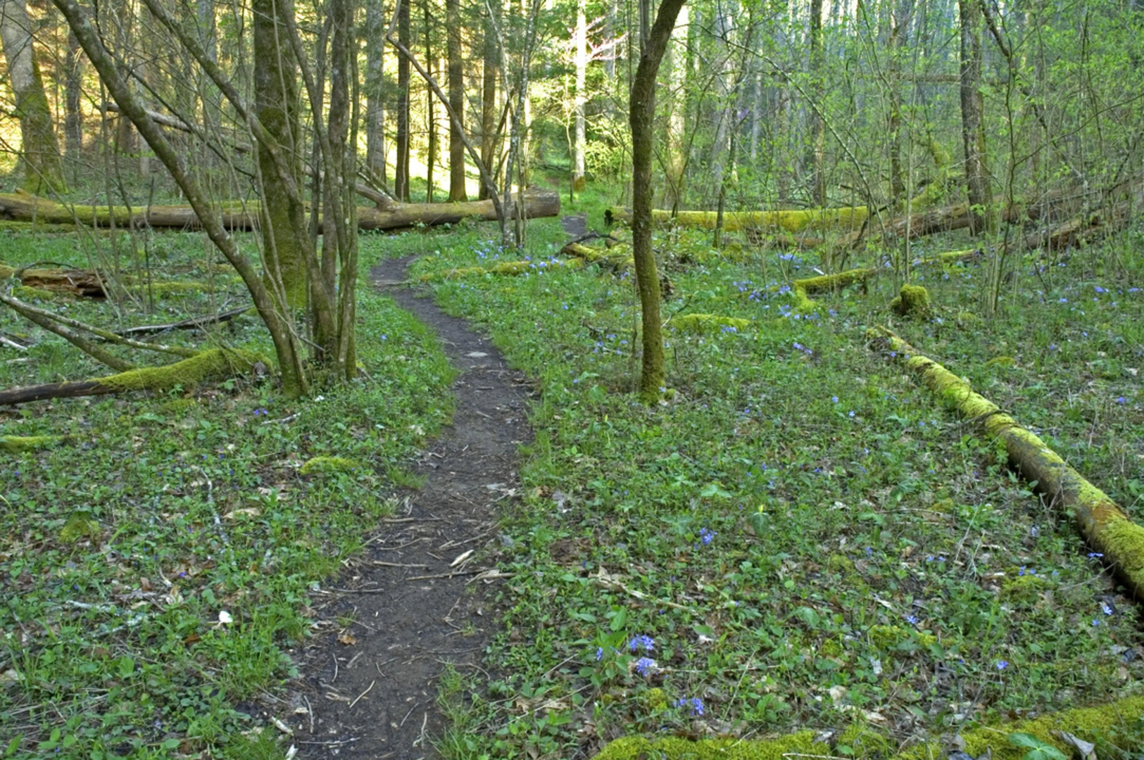 An image depicting the trail Schoolhouse Gap Trail and its surrounding area.