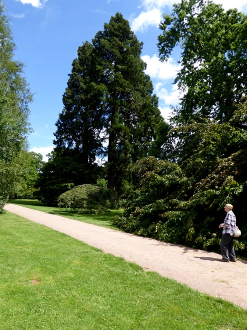 An image depicting the trail Raggedhedge Covert and The Sisters Walk and its surrounding area.