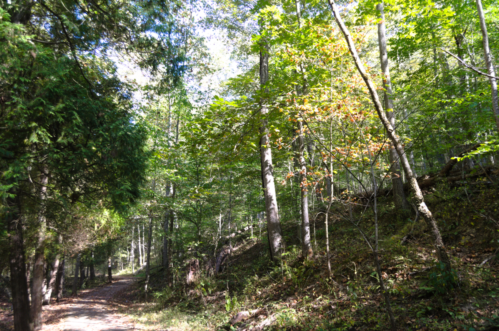 An image depicting the trail Scarlet Oak Trail and its surrounding area.